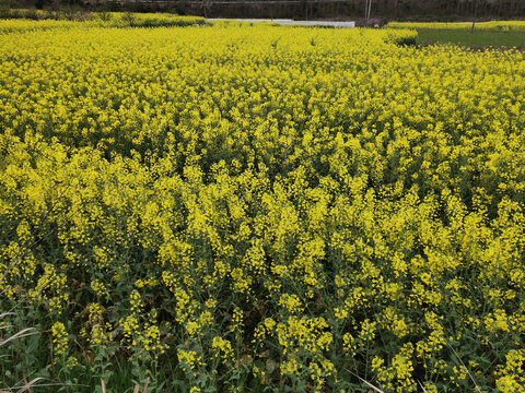 油菜种植