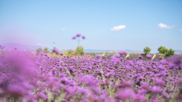 柳叶马鞭草