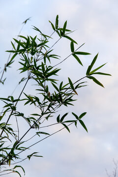 天空与竹叶