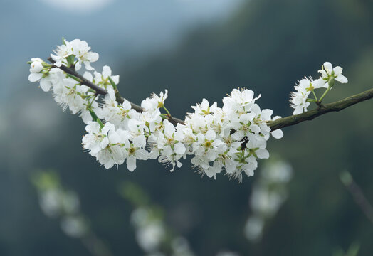 重庆渝北印盒李花