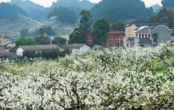 重庆渝北印盒李花