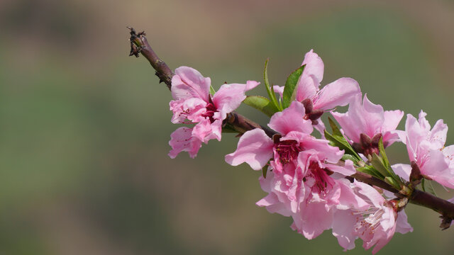 桃花