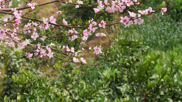 桃花