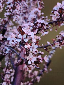 李子花