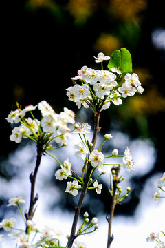 春天里绽放的白色梨花