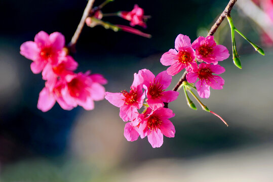春天樱花开