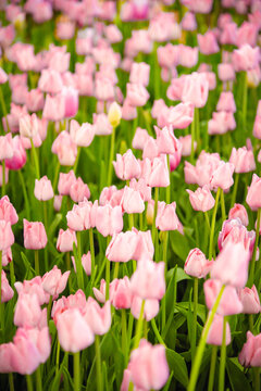 郁金香花开