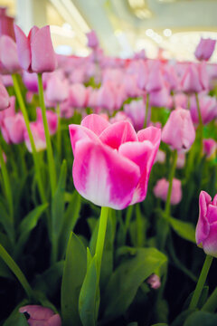 郁金香花开