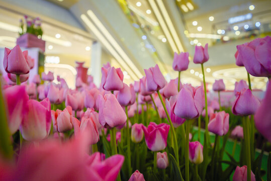 郁金香花开