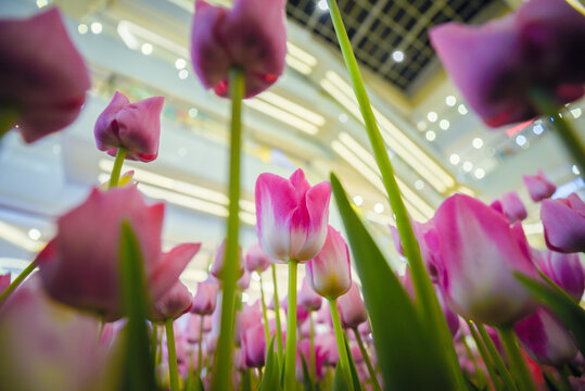 郁金香花开