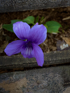 菜园里面的野花