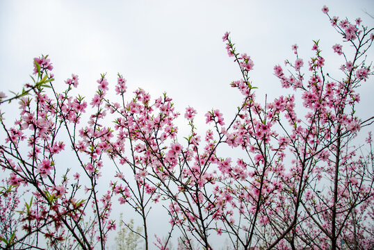 春天粉色桃花