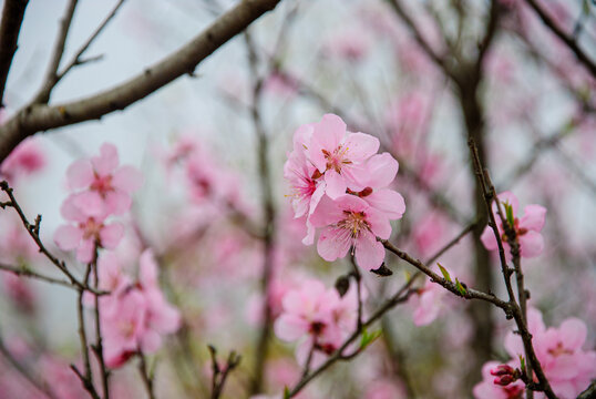 粉色桃花