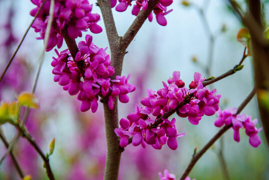 春天紫荆树开花