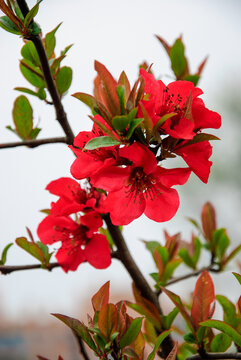 春天红色海棠花