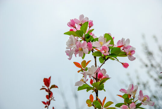 海棠花