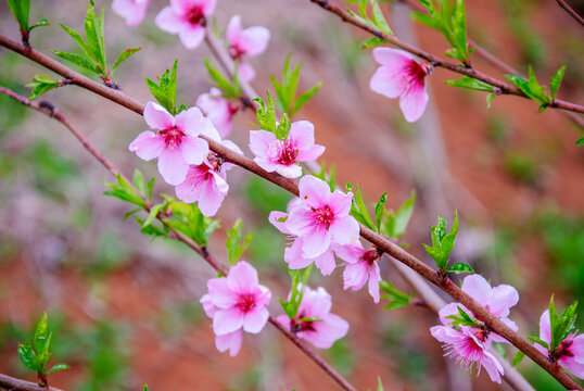 粉色桃花