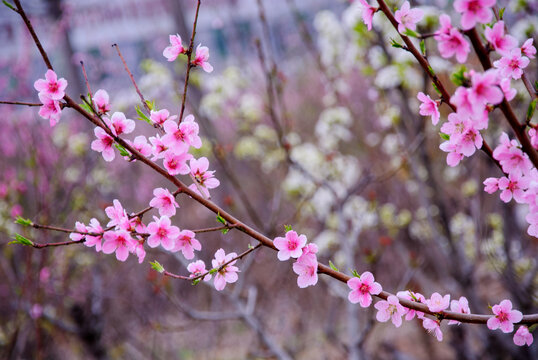 粉色桃花