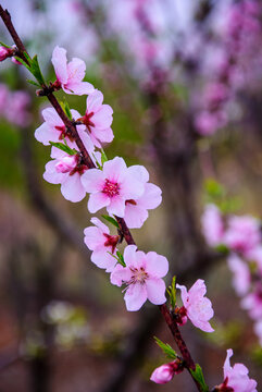 粉色桃花