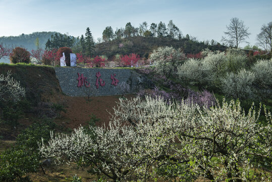 桃花风景