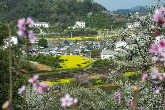 桃花风景