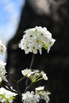 梨花