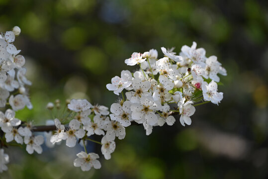 梨花