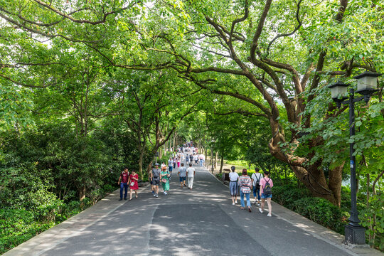 林荫路