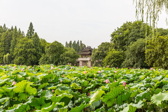 西湖十景之曲院风荷