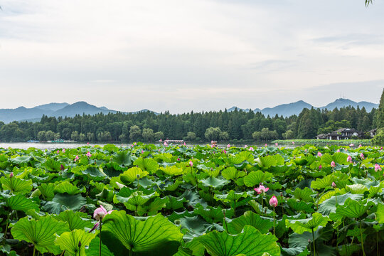 西湖十景之曲院风荷