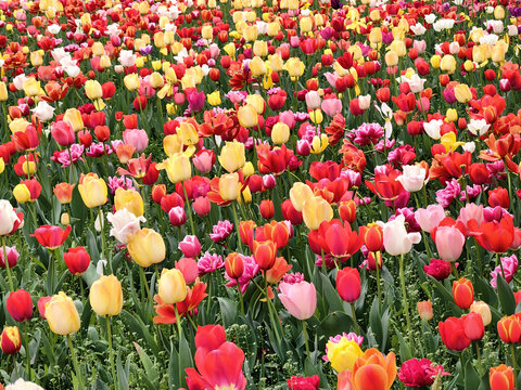 郁金香花海