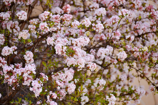 香荚蒾花