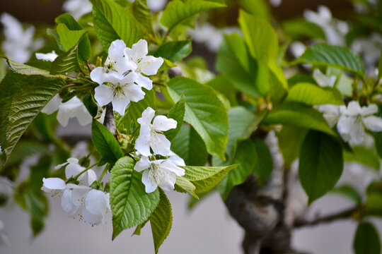 樱桃花