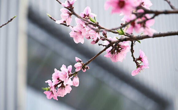 桃花特写