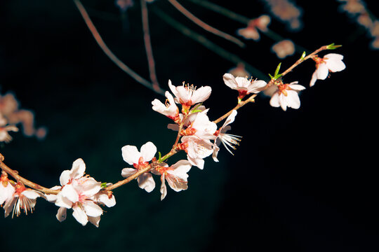 山桃花