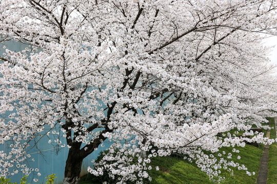 杭州春天盛开的樱花