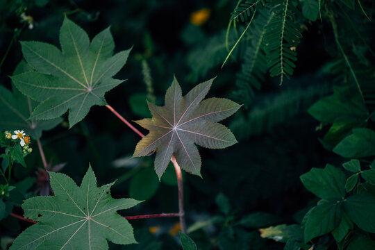 生长的植物叶子