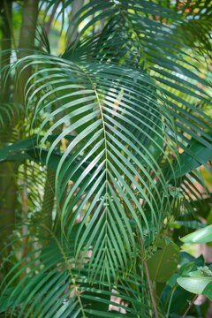 生长的植物叶子