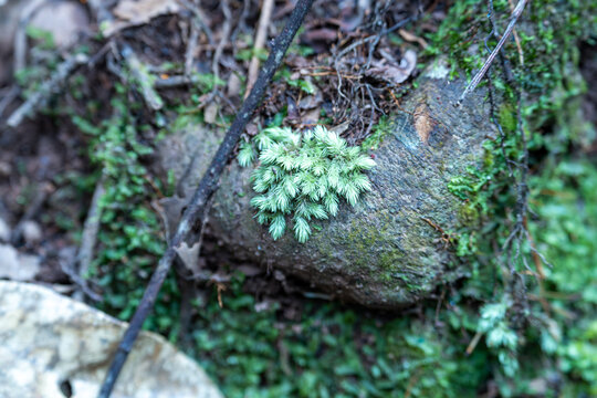 生长的植物叶子