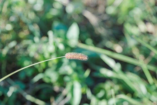 野外生长的狗尾草