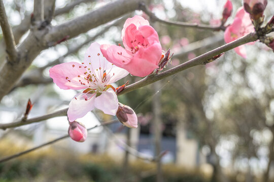 春天樱花绽放