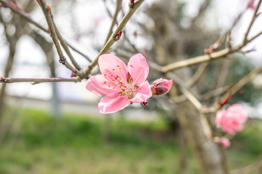 樱花绽放