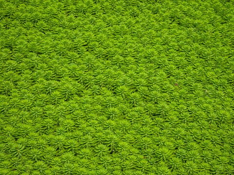 狐尾藻背景壁纸水草