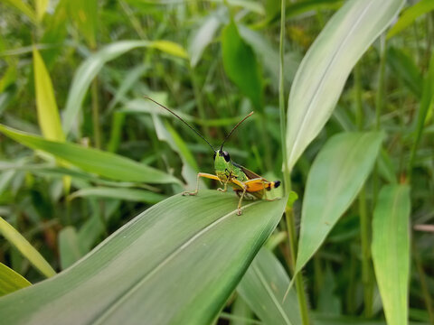 黑色眼睛的蝗虫