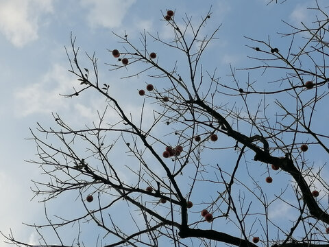红柿挂枝伸向蓝天