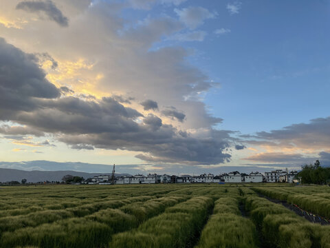 麦田