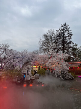 武汉东湖樱花园