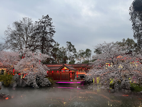 武汉东湖樱花园