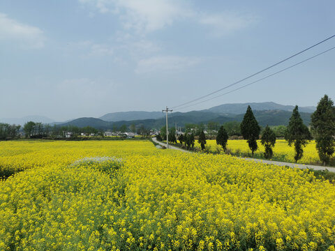 田野油菜花