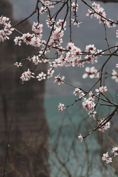 宝泉桃花